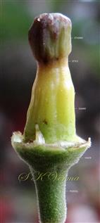  Pistil